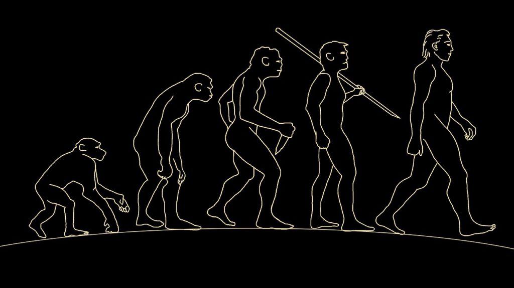 man, human, evolution
